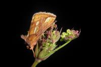 Plusia festucae