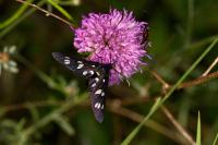 Syntomis phegea ligata