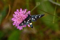 Syntomis phegea ligata