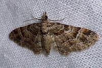 Gymnoscelis rufifasciata