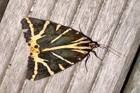 Euplagia quadripunctaria