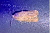 Spodoptera exigua
