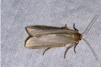 Eilema caniola