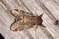 Notodonta dromedarius