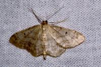 Idaea biselata