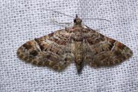 Gymnoscelis rufifasciata