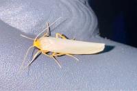 Eilema caniola