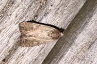 Spodoptera exigua