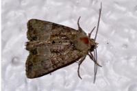 Mesoligia furuncula