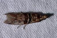 Nephopterix angustella