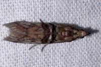 Nephopterix angustella