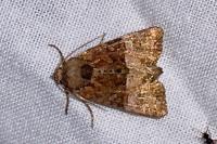 Mesoligia furuncula