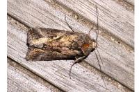 Autographa gamma