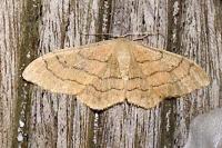Idaea aversata