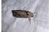 Trichoplusia ni