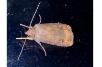 Agrotis ipsilon