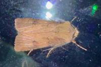 Agrotis puta