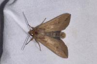 Mythimna unipuncta