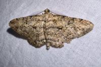 Peribatodes rhomboidaria rhomboidaria