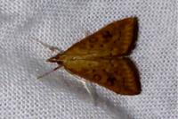 Udea ferrugalis