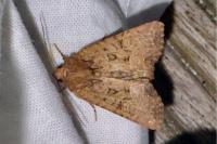 Mesapamea secalella/secalis