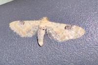 Eupithecia centaureata