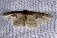 Idaea rusticata