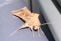 Autographa gamma
