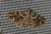 Peribatodes secundaria secundaria