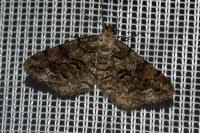 Peribatodes secundaria secundaria