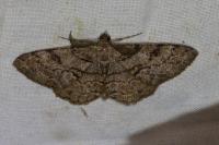 Peribatodes secundaria secundaria