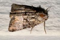Mesoligia furuncula