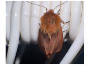 Phragmatobia fuliginosa
