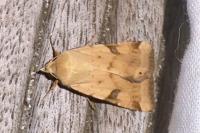 Heliothis peltigera