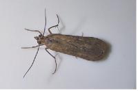 Nomophila noctuella