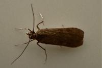 Nomophila noctuella