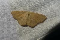 Cyclophora ruficiliaria