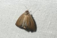 Coenobia rufa