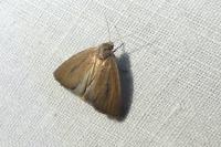 Coenobia rufa