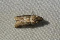 Acrobasis