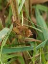 Plusia festucae