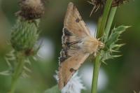 Heliothis peltigera
