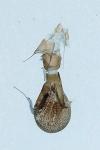 Eupithecia tantillaria