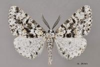 Fagivorina arenaria