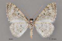 Catarhoe putridaria