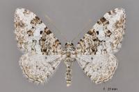 Catarhoe putridaria