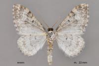 Catarhoe putridaria