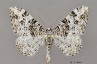 Catarhoe putridaria