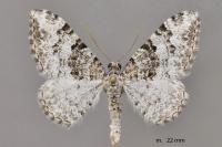 Catarhoe putridaria