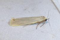 Eilema caniola